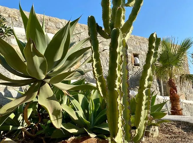 Sensus Mykonos * Kalafatis